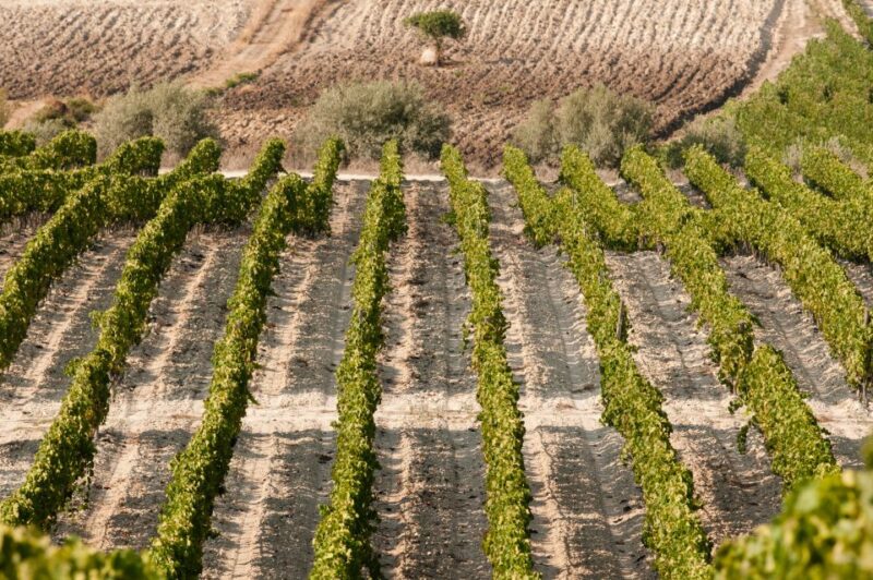 Wine Tasting and Typical Tastings in the Val Di Noto - Frequently Asked Questions