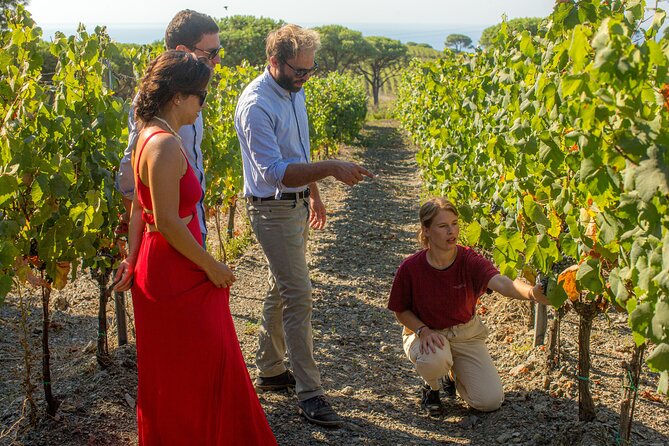 Wine Tasting and Visit to a Design Cellar at Ripalte - Meeting Point and Pickup