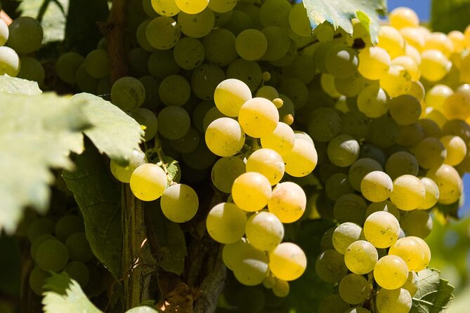 Wine Tasting and Visit to Santagata De Goti Cellars - Meeting Point and Start Time