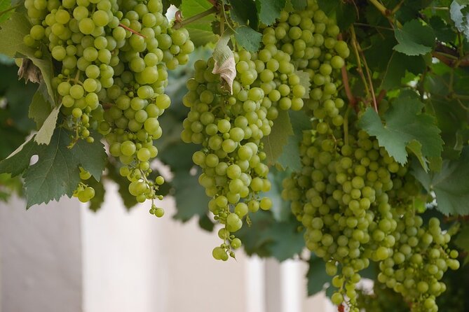 Wine Tasting and Visit to Santagata De Goti Cellars - Accessibility and Fitness