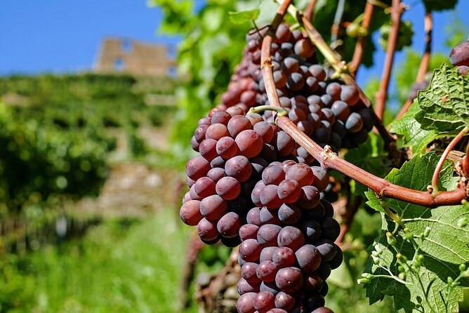 Wine Tasting and Visit to Santagata De Goti Cellars - Parking and Contact