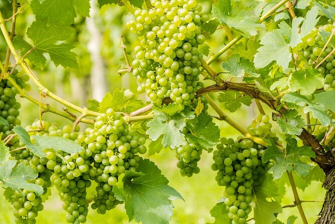 Wine Tasting and Visit to Santagata De Goti Cellars - Frequently Asked Questions
