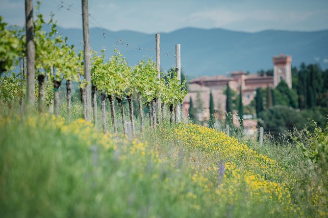 Wine Tasting and Visit to the Medieval Wine Cellar in Friuli - At a Glance