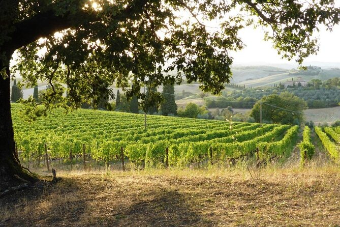Wine Tasting and Visit to the Vineyard and Cellar in Trequanda - Feedback and Reflections