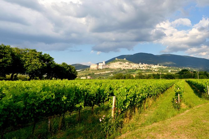 Wine Tasting and Walk in the Vineyard of Assisi - Meeting Point