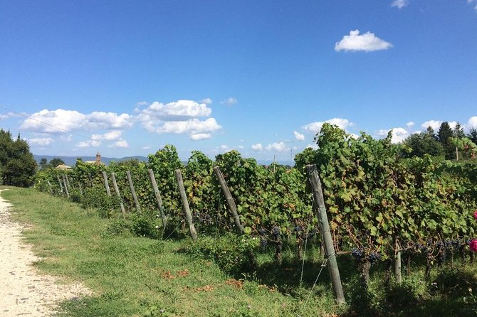 Wine Tasting and Winery Tour - Positive Experiences