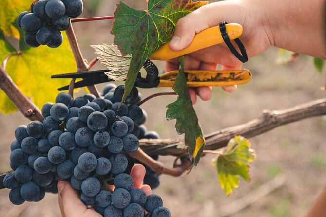Wine Tasting and Winery Tour in Vesuvio National Park With Lunch - Gastronomic Culture of Volcanic Territory