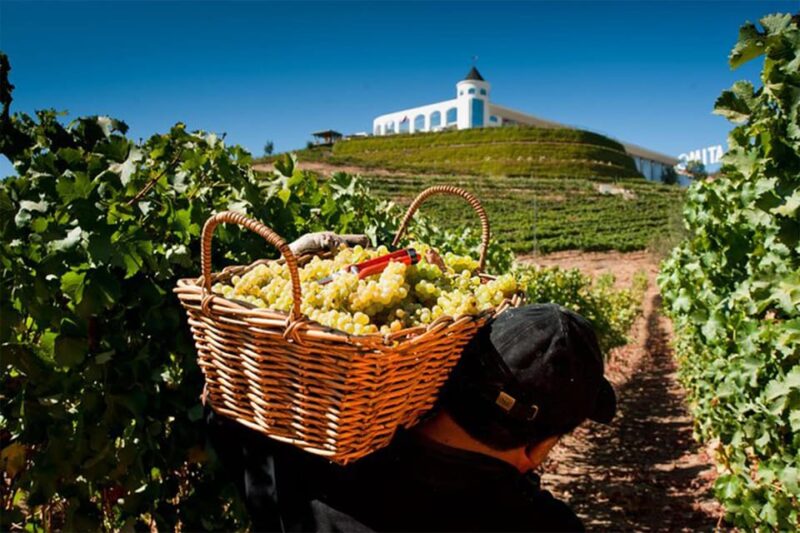 Wine Tasting at Casablanca - 4 Wineries and Lunch at Tanino - Hotel Pickup and Accessibility