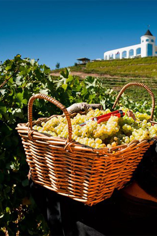 Wine Tasting at Casablanca - 4 Wineries and Lunch at Tanino - Lunch at Tanino Restaurant