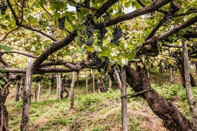 Wine Tasting at the Apicella Winery - Exploring the Apicella Winery