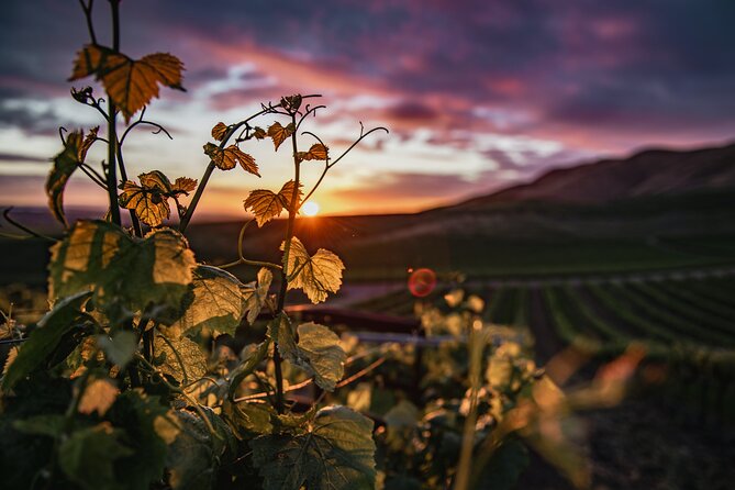 Wine Tasting Audio Tour - Paso Robles CA - Booking Details and Cancellation Policy