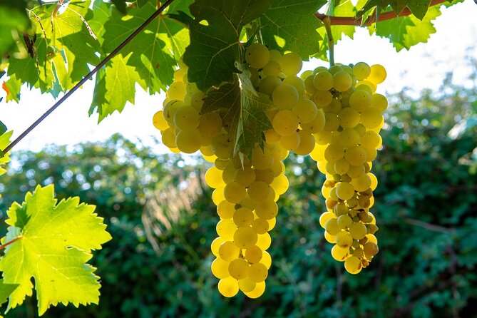Wine Tasting Audio Tour - Paso Robles CA - Frequently Asked Questions