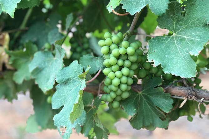 Wine Tasting, Cape Dutch Farm and Art Day Tour From Cape Town - Accessibility and Participation
