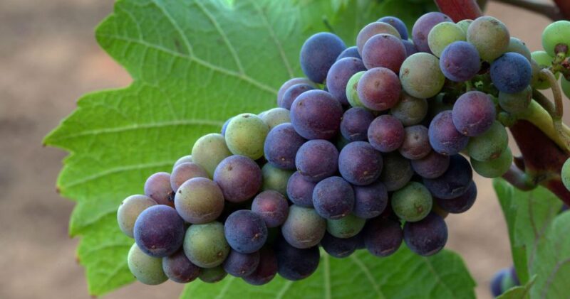 Wine Tasting Day Tour Sula Vineyards Nashik From Mumbai - Key Points