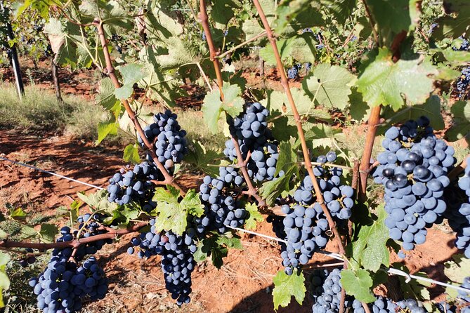 Wine Tasting Experience at the Organic Winery in ŠIšAn - Booking and Cancellation Policy