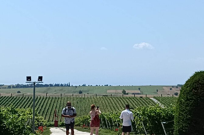 Wine Tasting Experience From Thessaloniki - Exploring the Vineyard