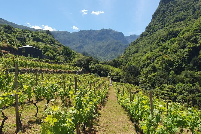 Wine Tasting Experience in Boaventura, Madeira North Coast - Meeting and Pickup Details