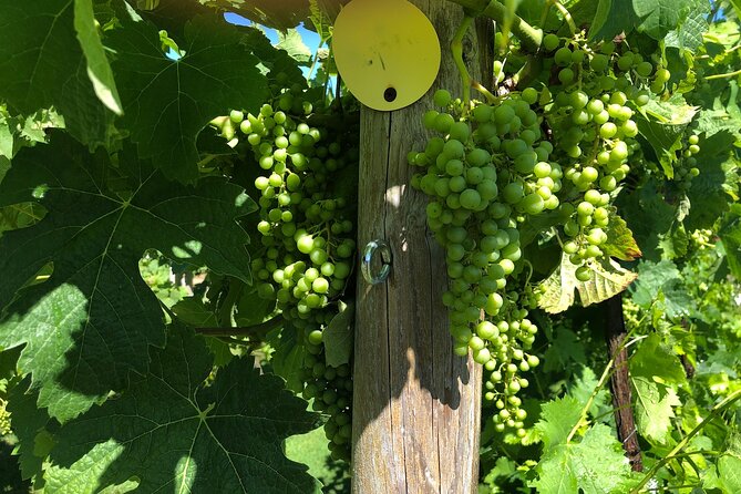 Wine Tasting Experience in Centralia - Booking and Availability