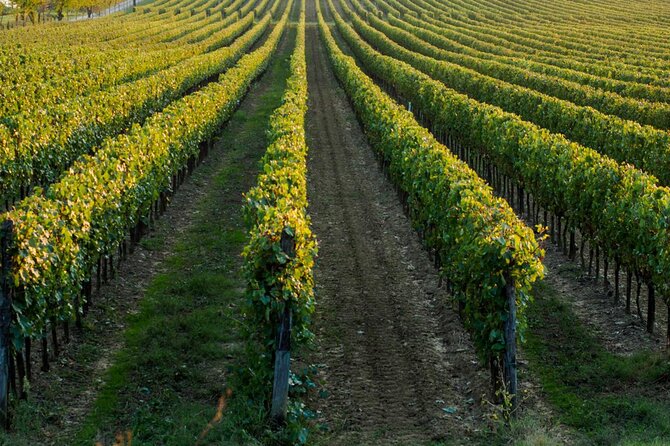 Wine Tasting Experience in the Apulian Countryside - Wines and Food Pairings