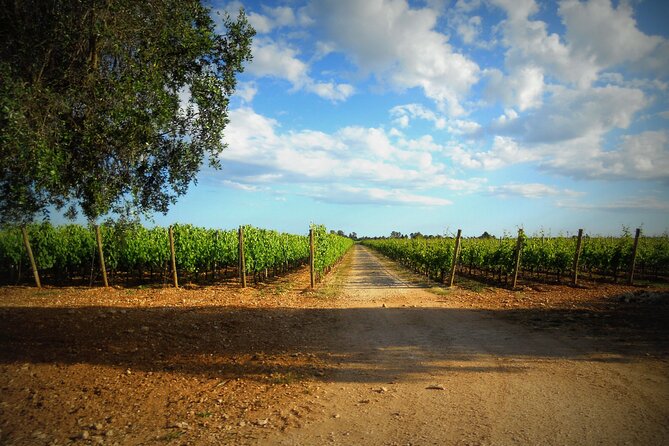 Wine Tasting Experience in the Apulian Countryside - Tour of the Winery