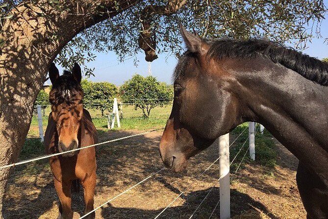 Wine Tasting Experience in the Apulian Countryside - Highlights From Guest Reviews