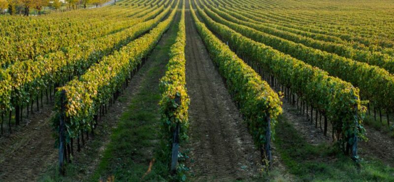 Wine Tasting Experience in the Apulian Countryside! - Key Points