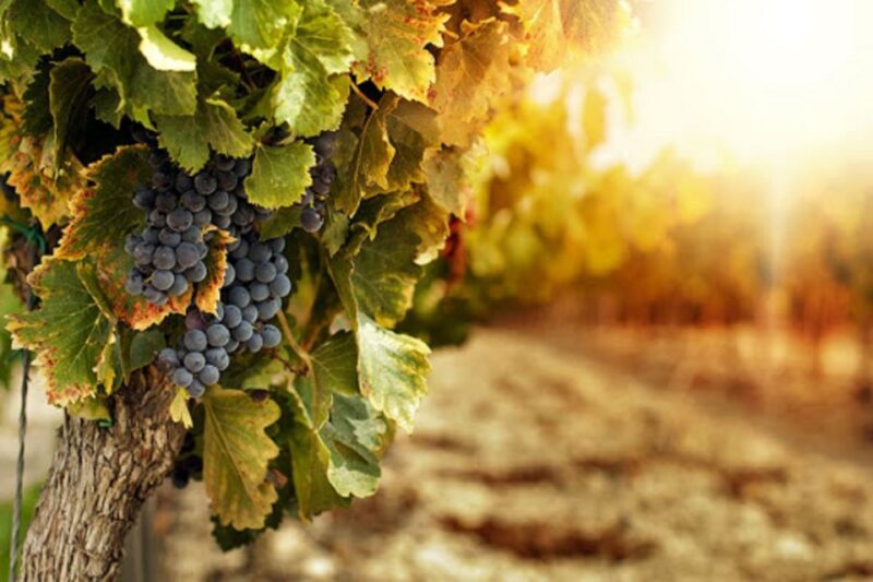 Wine Tasting Experience on the Slopes of Vesuvius - Culinary Experience