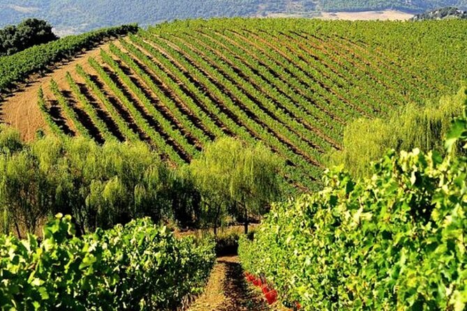 Wine Tasting for Small Groups in the Palermo Countryside - About Your Stay