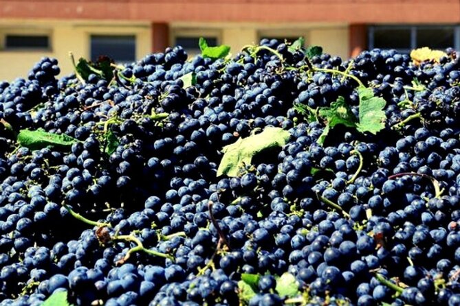 Wine Tasting for Small Groups in the Palermo Countryside - Accessibility and Additional Details