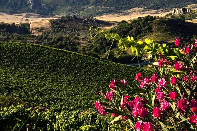 Wine Tasting for Small Groups in the Palermo Countryside - Transportation and Hotel Pickup