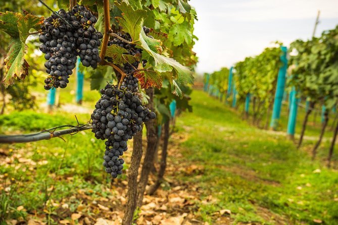 Wine Tasting: Full-Day Wine Tour in Kakheti (ALL INCLUSIVE) - Contact Information