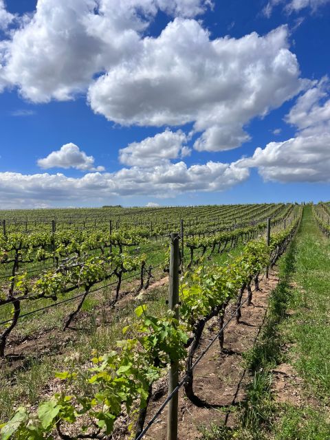 Wine Tasting in Franschhoek, Stellenbosch & Paarl Tour - Overview of the Tour
