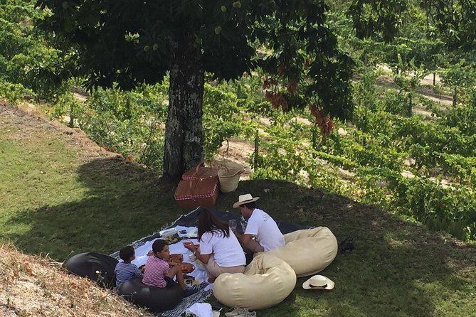 Wine Tasting & Lunch at Quinta De Santa Cristina Vinho Verde - Overview of the Experience