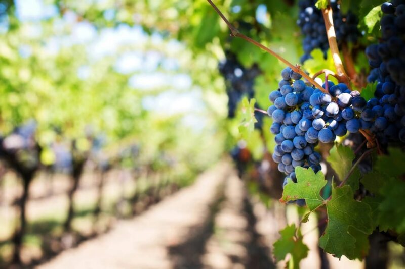 Wine Tasting Off-Road Tour - Itinerary