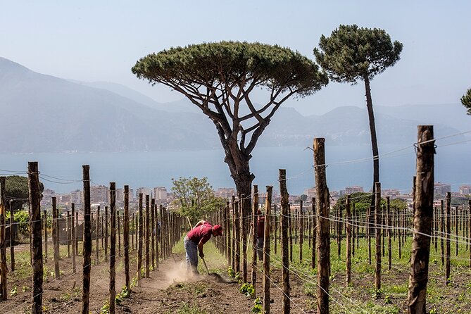 Wine Tasting on the Slopes of Vesuvius From Naples With Lunch - Duration and Departure Details