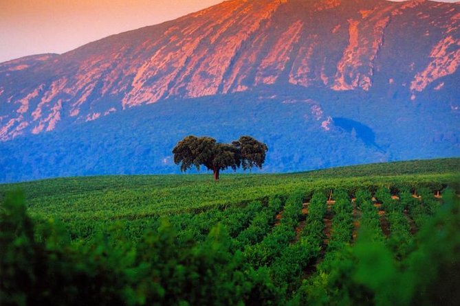 Wine Tasting - Private Half-Day Tour - Accessibility and Participation