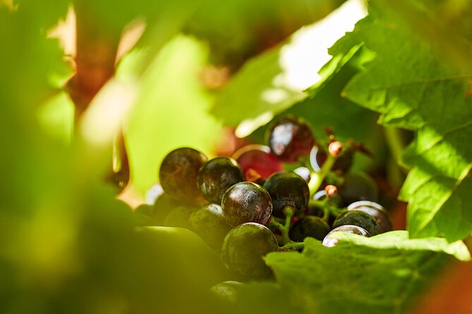 Wine Tasting Tour in Algarve Winery - Insights Into Portugals Winemaking Culture