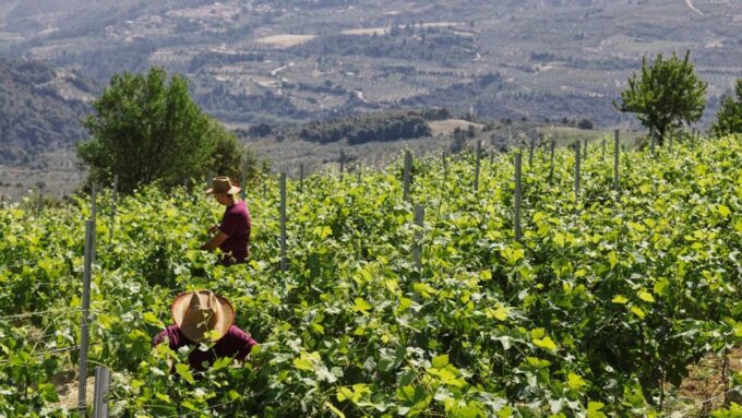 Wine Tasting Tour in Nemea and Visit Tour in Nafplio - Additional Costs and Inclusions