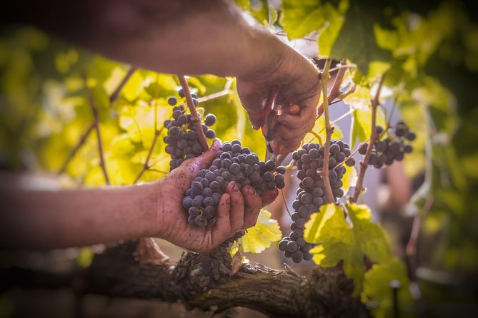 Wine Tasting & Tour Premium - Location and Meeting Details