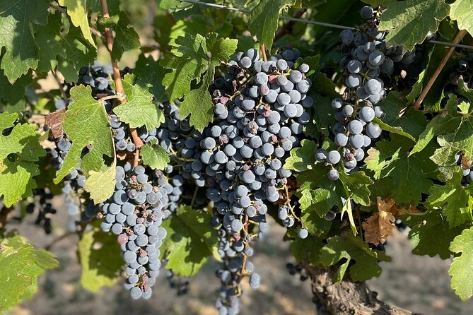 Wine Tasting Tour (Private Tour) - Health Restrictions