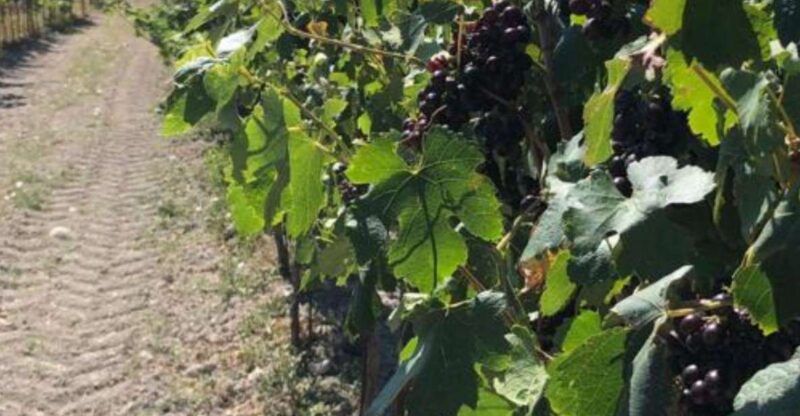 Wine Tasting Tour - Key Points