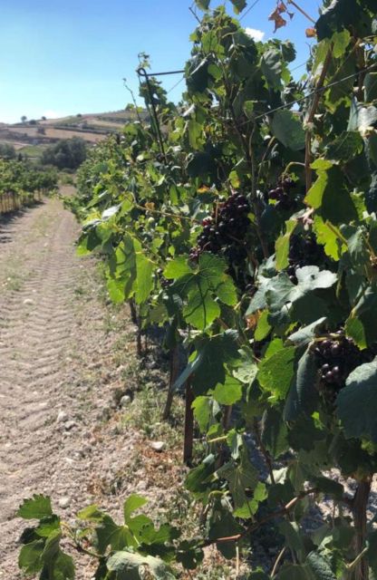 Wine Tasting Tour - Indigenous Wine Varieties