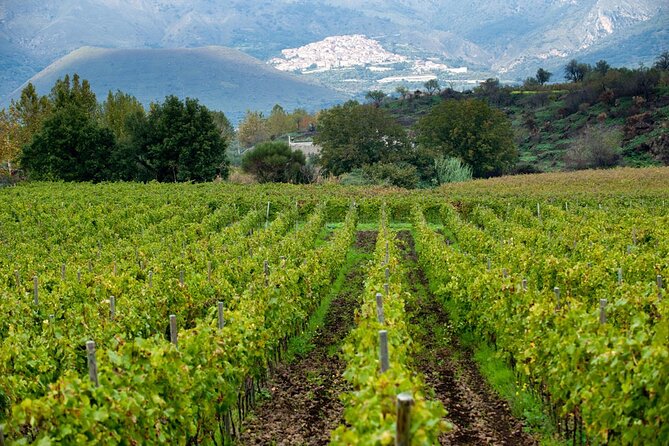 Wine Tasting With Bike Tour in Castiglione Di Sicilia - Key Points