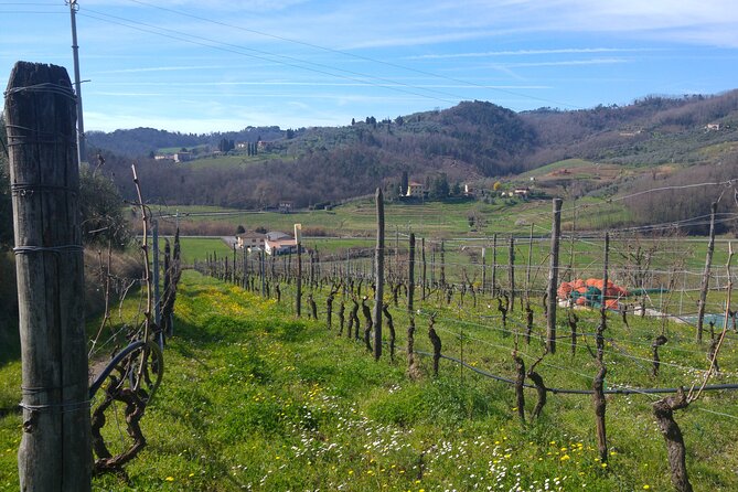 Wine Tour and Lunch in Lucca Area - Schedule and Availability
