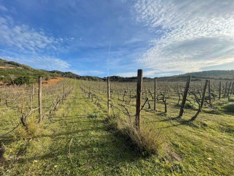 Wine Tour and Lunch or Dinner at Our Vineyard - Key Points