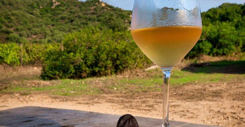 Wine Tour and Lunch or Dinner at Our Vineyard - Experience and Highlights