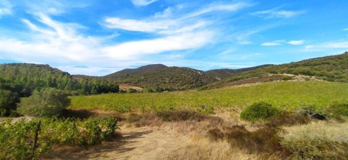 Wine Tour and Lunch or Dinner at Our Vineyard - Memorable Atmosphere