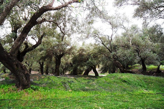 Wine Tour and Olive Tasting- Small Group Tour - Inclusions and Fees