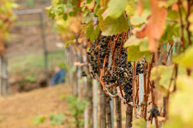 Wine Tour and Tasting - Meeting and Pickup Information