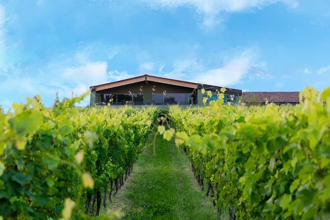 Wine Tour and Tasting of Lugana Wines in Desenzano - Exploring the Vineyards and Cellars